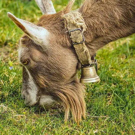 Ski- Und Gruppenhaus By Interhome Alt St. Johann