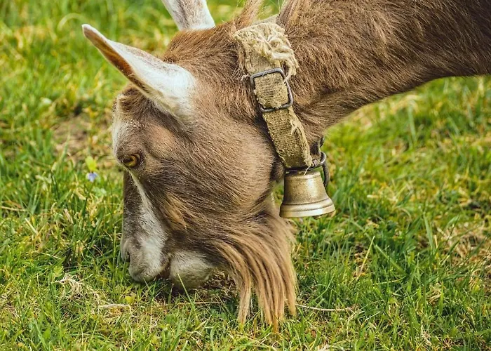 Ski- Und Gruppenhaus By Interhome Alt St. Johann